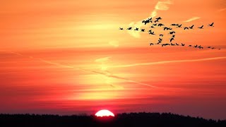 Beautiful Sunrise Video with birds  Early morning time Lapse [upl. by Howland158]