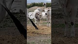 Back view of a Maremma Cow standing in a grassy field [upl. by Sayles]