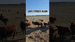 Ears comes to treats hashknife ranching cow montana beef morning HashknifeRanch [upl. by Reiche973]