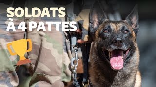 Championnat national du chien militaire 2018 [upl. by Elleyoj]