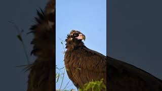 The Cinereous vulture [upl. by Carole]