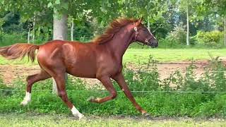 Golden DArc  Arcadia Centro Equino  Asta ITS 2023  Trotto Yearling [upl. by Ardelia]