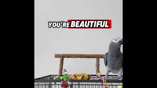 Talking African Grey Learns Flattery Gets You Everywhere Sweetie Youre Beautiful [upl. by Colton192]