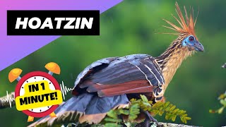 Hoatzin 💩 The Bird That Smells Like Poop  1 Minute Animals [upl. by Karsten]