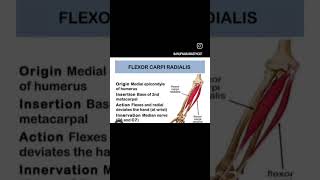 Flexor carpi radialis muscle upperbodymuscle humananatomy physiotherpy sports [upl. by Nedda56]