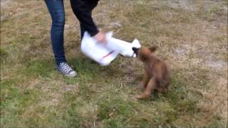 Laekenois puppy female 7 weeks [upl. by Geoffrey]