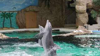 Fantastic Dolphins  Delfinshow im Delfinarium Duisburg  March 2013 [upl. by Demaria]