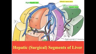 Hepatic Surgical Segments of Liver [upl. by Manda]