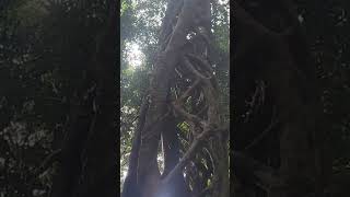 Aftermath of a strangler Fig wildaustralia naturesounds rainforestnoises australianwildlife [upl. by Clorinde]