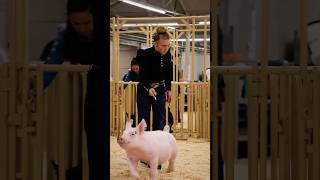 Krew and Karis day 2 in hog showmanship at Cow Palace showpigs pigs livestockshow [upl. by Eilitan]