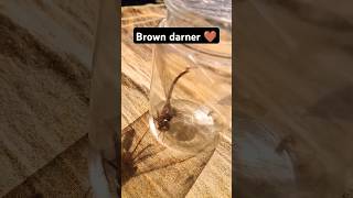 i caught a Brown darner ytshorts [upl. by Karlie]