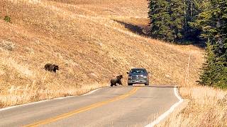 4 Grizzly Bears Spotted In Beartooth Pass  Close Call With A Truck [upl. by Adlaremse362]