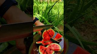 Great cutting watermelon very fresh l Satisfying natural watermelon reels watermelon nature [upl. by Grant]