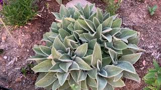 Easy to care for Stachys byzantina Helen Von Stein Lamb’s Ear  NMHighDesertGarden [upl. by Nodarse]