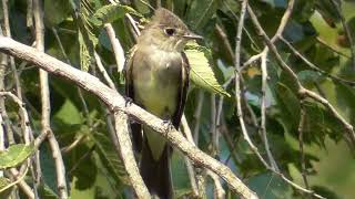 Flycatcher Catching Flies [upl. by Danette]