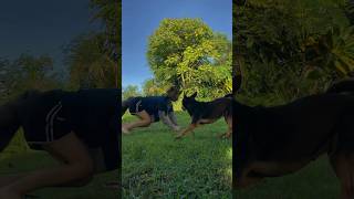 Dog and fox zoomies 🐾 ANTIZOO therian quadrobics dog cute alterhuman fox [upl. by Danna]