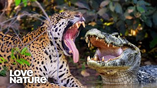 Jaguar Vs Caiman Crocodile EPIC Showdown  Love Nature [upl. by Salkin]