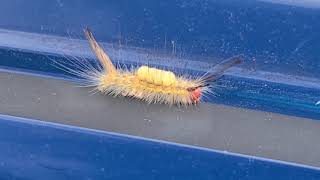 Lets Talk Gardening Tussock Moth Caterpillars Season 2 Ep3 [upl. by Ran438]