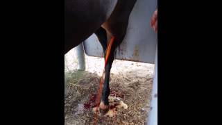 Seroma Hematoma on horse [upl. by Hepsoj274]