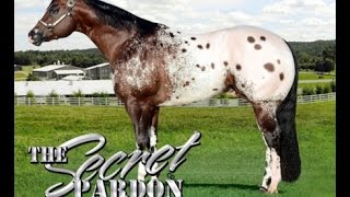 Appaloosa Stallion at Stud in Kentucky The Secret Pardon [upl. by Aizirtap]