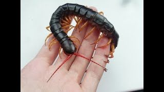 Scolopendra subspinipesВьетнамская сколопендра Токсин и укус [upl. by Anilesor]