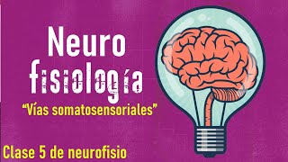 Vías somatosensoriales mejor conocidas como vías aferentes y Homúnculo sensitivo [upl. by Adneral737]