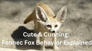 Cute amp Cunning Fennec Fox Behavior Explained [upl. by Elnar131]