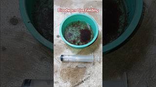 Bloodworm Live Feeding Aquarium Fish  Aquatic Live Food Pk [upl. by Samara]