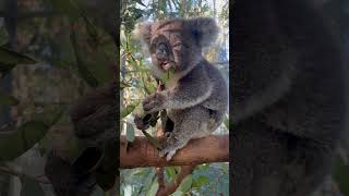 Brown Sugar is one of the rescued joeys in our Koala Care Centre she is almost ready for release [upl. by Theurich4]