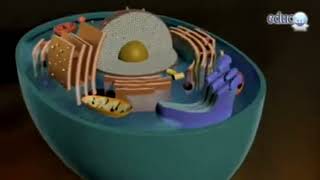 Simbiogénesis ¿Cómo apareció la célula nucleada ¿Cómo evolucionan los organismos [upl. by Anahcra60]