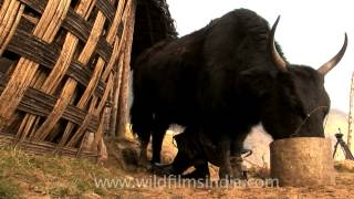 Milking a domestic crossbred Yak in Arunachal Pradesh [upl. by Penman7]