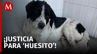 Exigen justicia para Huesitos un perrito atacado con un machete en Zitácuaro Michoacán [upl. by Yslehc]