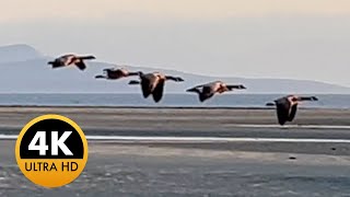 Canada Geese Flying in Formation over Beautiful Beach Nature in 4K birds wildlife bird [upl. by Dustman]