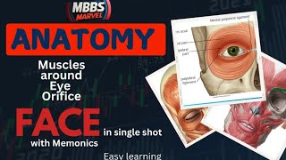 Face anatomy  muscles around eye orifice । Anatomy । First Year MBBS। MBBS Marvel [upl. by Hannad]