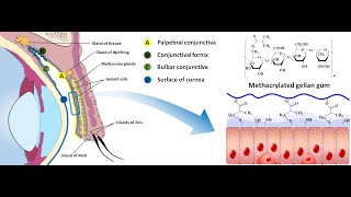 In situ gelling mucoadhesive polymers for ocular delivery of pilocarpine [upl. by Rahel139]