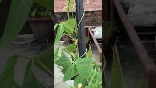 Cowpea plant growing in pot flowering and fruiting beans legumes organic garden terrace nature [upl. by Yeta357]