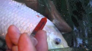 3 simple steps to treat koi ulcers [upl. by Mariann954]