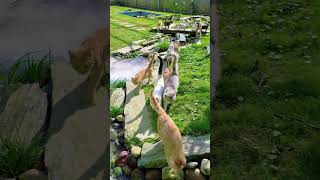 Here they come 🐾Cats run straight into your heart ❤️ cat nature relax cuteanimals rescuecut [upl. by Araik]