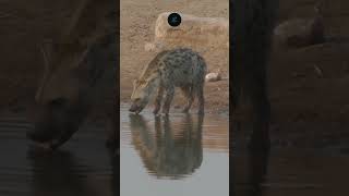 Hyena Hydrates in Etosha National Park  Wildlife Shorts safarisightings wildlife [upl. by Alahc930]