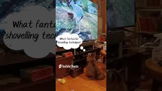 My Cat’s Favorite Show 🐱❤️ Spencer from SBMowing 🚜🌿shorts CatLovers SBMowing YardWorkObsessed [upl. by Ahseihs]