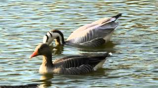 Barheaded Goose Anser indicus amp Greylag Geese Anser anser  Streifengans amp Graugans [upl. by Yale]