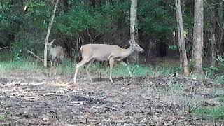 Crossbow Doe 16 Yards Heart Shot [upl. by Alakim290]