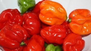 Scotch Bonnet Peppers Explained [upl. by Helena]