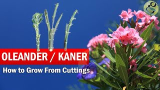 How to Grow Oleander from Cuttings  Growing Kaner Nerium Oleander Cuttings and Care in English [upl. by Kiran]