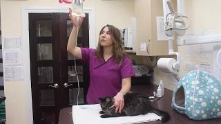 How To Give Subcutaneous Fluids To Your Cat SQF [upl. by Gerardo]