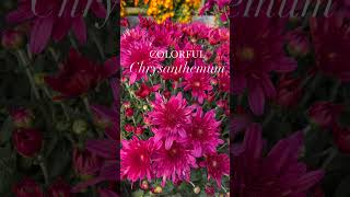 Chrysanthemum Care Tips [upl. by Efren816]