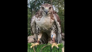 Caeli catches first lure in flight slow motion [upl. by Eenafets]