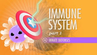 Immune System Part 1 Crash Course Anatomy amp Physiology 45 [upl. by Nonnahsed]