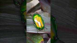 Coleoptera cetoniidae insects beetle coleoptera jewelbug nature beautiful [upl. by Kirre]