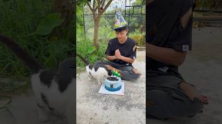 Cats birthday but… 😢😭😱cat kitten animals pets foryou shorts [upl. by Ewer]